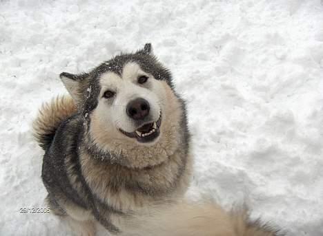 Alaskan malamute Batka - jubi, snevejr billede 4
