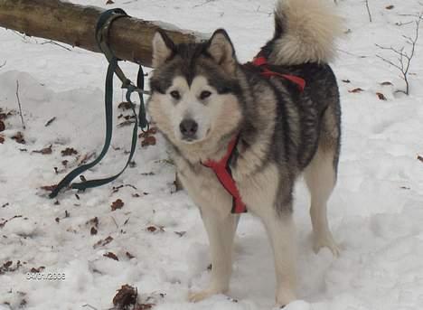 Alaskan malamute Batka - skal vi ikke snart trække slæden mor billede 5