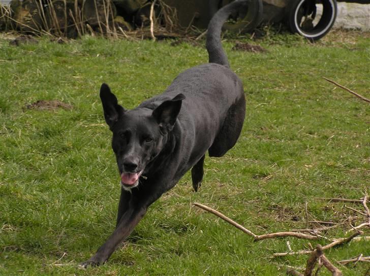 Blanding af racer Tikka billede 6