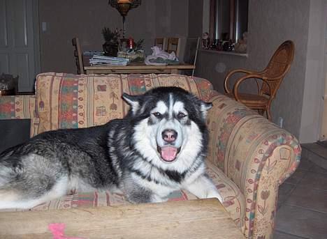 Alaskan malamute Cato - ups, jeg fik lige lagt mig et forkert sted. billede 1