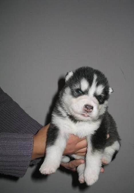 Alaskan malamute Cato - cato 4 uger  billede 2