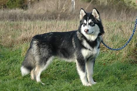 Alaskan malamute Cato - potræt billede taget af fotograf alex poulsen 2004 billede 3