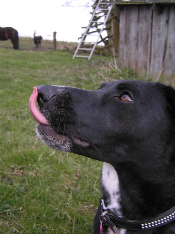 Blanding af racer Tikka billede 7