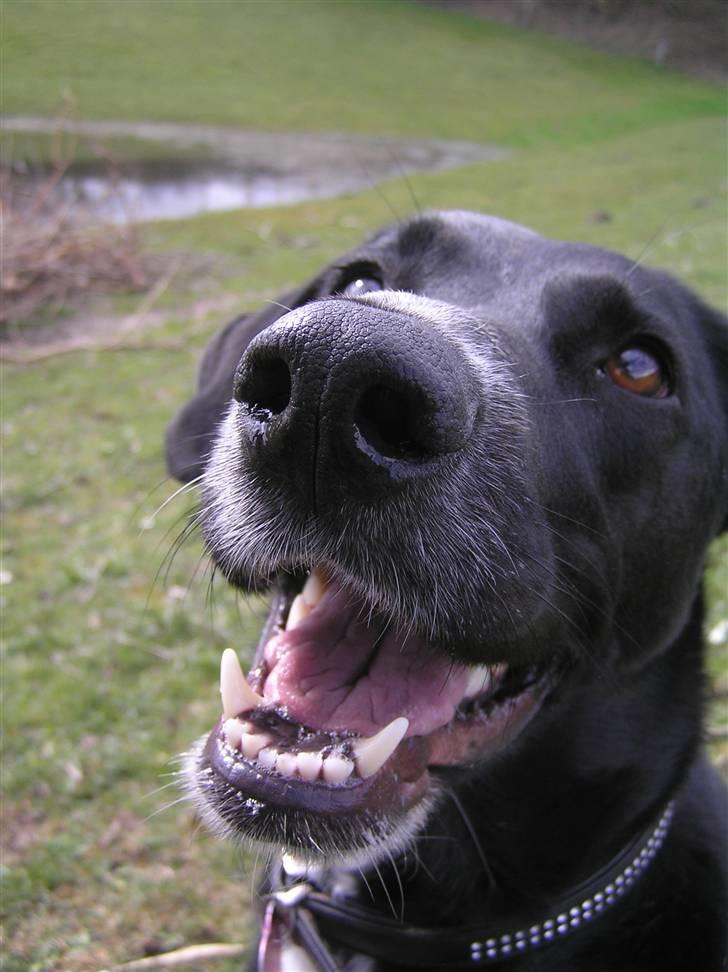 Blanding af racer Tikka billede 8