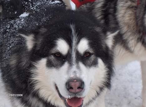 Alaskan malamute Cato - Dejligt med sne billede 4