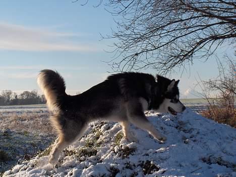 Alaskan malamute Cato - Jeps jeg er en bjerg hund billede 5