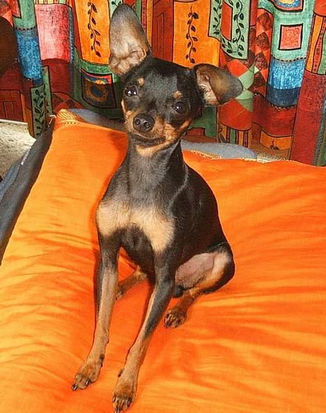 Prazsky krysarik Dolchie - Er jeg ikke sød? billede 12