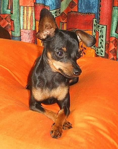 Prazsky krysarik Dolchie - Jeg filosoferer billede 13