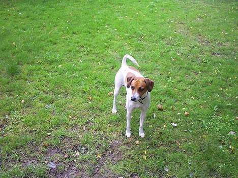 Dansk svensk gaardhund Oskar Davidsen - Her er er han så... Flot hund!  billede 1
