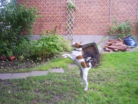 Dansk svensk gaardhund Oskar Davidsen - Haps! Oskar fanger æbler... billede 2