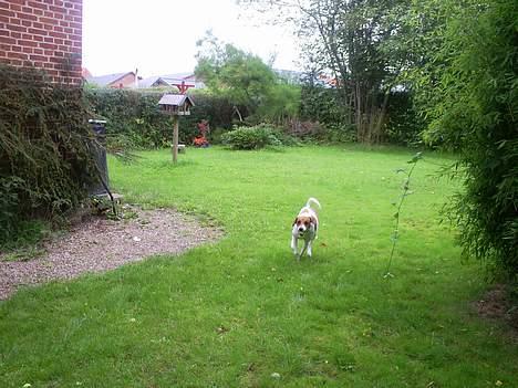 Dansk svensk gaardhund Oskar Davidsen - Oskar henter æbler... billede 3