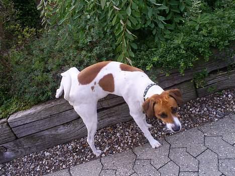 Dansk svensk gaardhund Oskar Davidsen - Territoriet skal lige afmærkes =) billede 4
