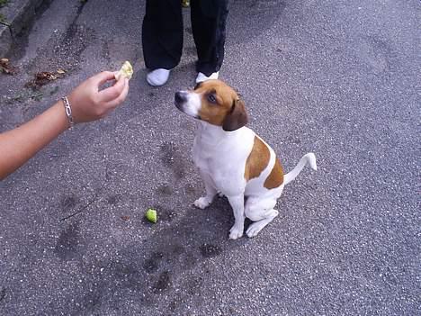 Dansk svensk gaardhund Oskar Davidsen - Be´ om! billede 5