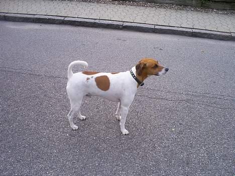 Dansk svensk gaardhund Oskar Davidsen - Her er han i profil... Han ser meget mindre ud på billeder synes jeg... billede 6