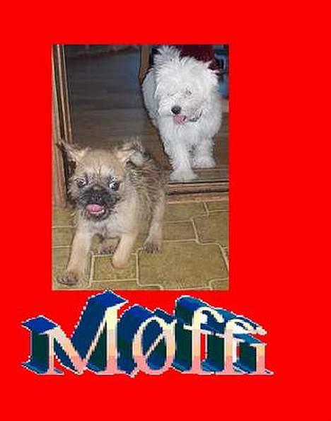 Blanding af racer Møffi - tag fat... billede 12