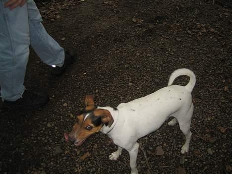 Blanding af racer foxterrier - snoren er væk, så smutter jeg billede 13