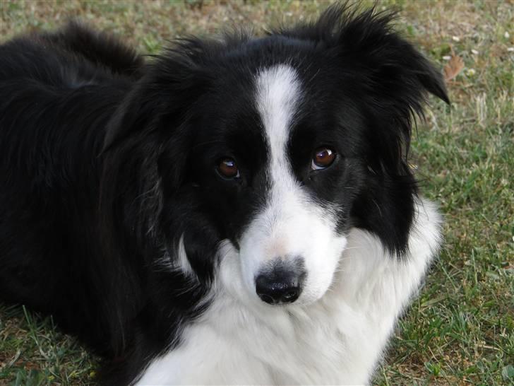 Border collie Ronja - Smukke vovse billede 11