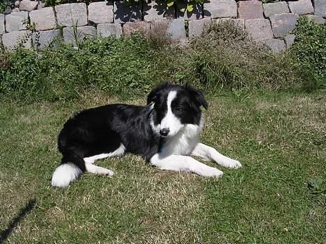 Border collie Ronja - Har næsten ikke tid til at ligge her og kigge billede 12