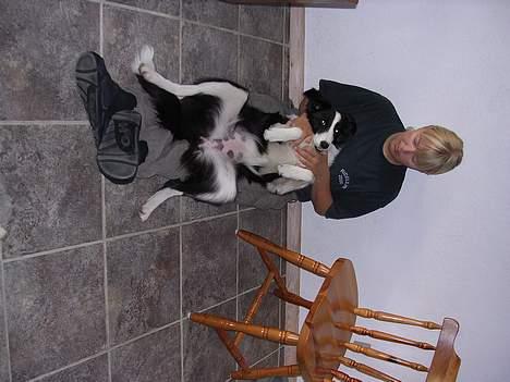 Border collie Ronja - Lidt mere hygge billede 13