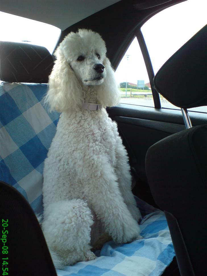 Storpuddel Nanna - Hov.. er det ik Far der kommer nu, ( venter lige med Mor i bilen ). billede 7