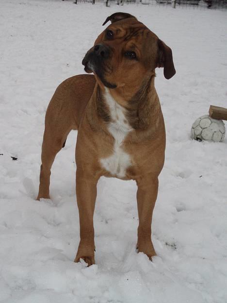 Blanding af racer TIMON "BULLROT"   R.I.P. - Vores smukke Timon billede 1