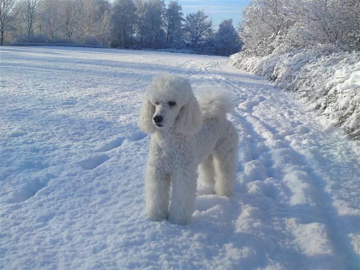 Storpuddel Nanna - Lige et foto i den nyfaldende sne billede 3
