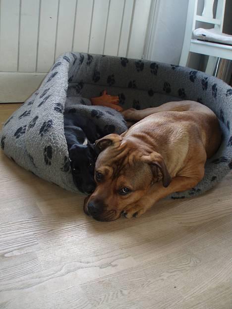 Blanding af racer TIMON "BULLROT"   R.I.P. - er vi ikke bare dejlige??  ;O) billede 2