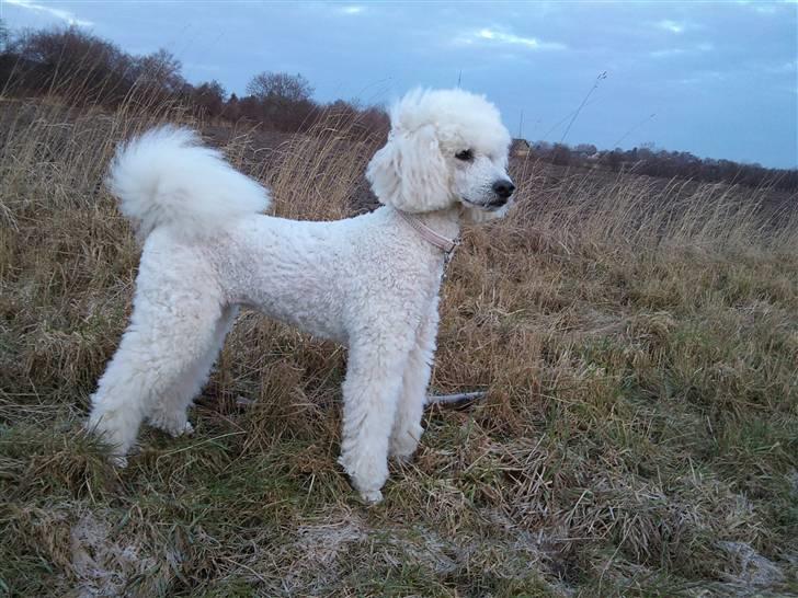 Storpuddel Nanna - Vores dejlige pige :-) billede 6