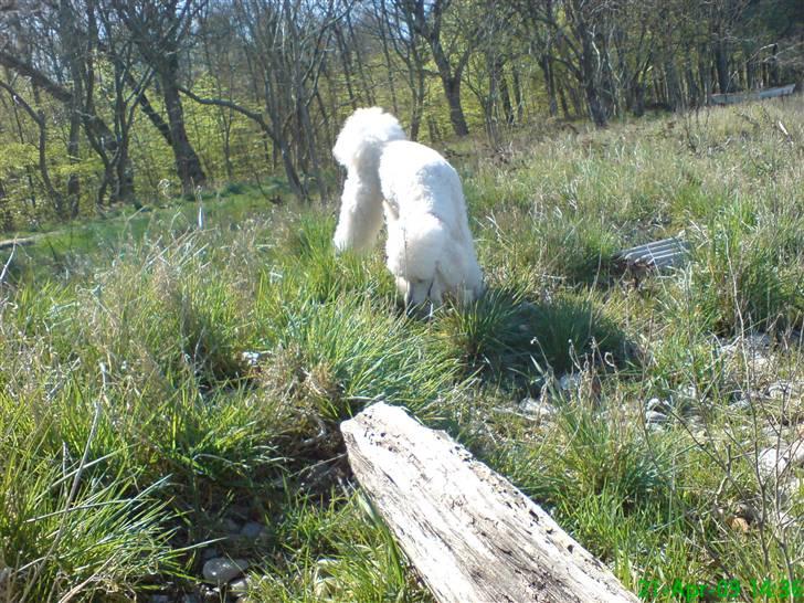 Storpuddel Nanna - Skov og strandtur med Far og Mor. billede 8