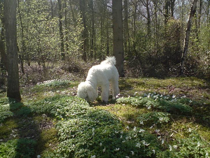 Storpuddel Nanna - Min ynglings skov,der dufter bare helt vildt af alt muligt billede 11