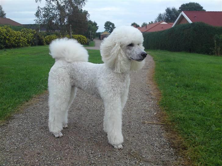 Storpuddel Nanna - Mor har klippet mig for første gang.... står lige pænt. billede 12