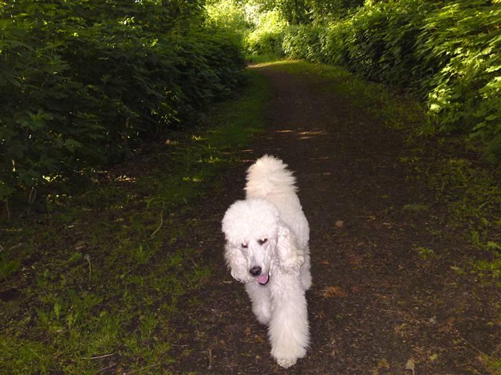 Storpuddel Nanna - Nanna får sin aften gåtur , hun nyder det bare. billede 15