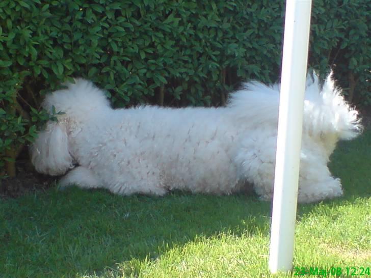 Storpuddel Nanna - Jeg er altså sikker på jeg så en derinde.  billede 16