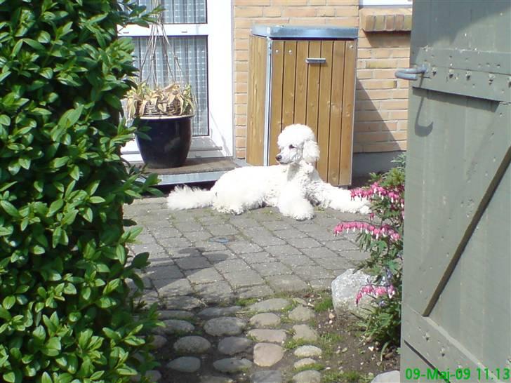 Storpuddel Nanna - Herfra har jeg lige udsigt til det hele. Ligger på stien ude foran vores indgang til haven. billede 19