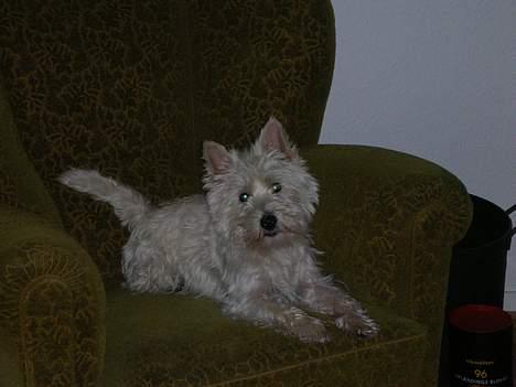 West highland white terrier Oscar - Her slapper jeg af i min stol billede 1