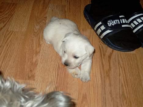 West highland white terrier Oscar - En af de første dage i mit nye hjem billede 3