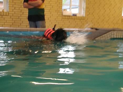 Rottweiler Rinkenæs' Iron - Lidt utydeligt, men det er så Iron, der springer ud i svømmebasinet. Her er Iron 6 mdr. billede 8