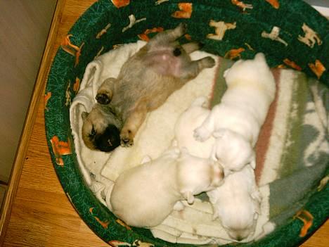 West highland white terrier Oscar - Her flader jeg den ud med mine søskende :o) billede 4