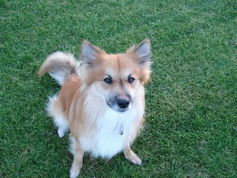 Islandsk fårehund Bassi - Bassi d. 12 november 2006 - Med bestikkelse kan han da godt stille op til et foto billede 1