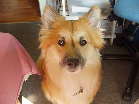 Islandsk fårehund Bassi - Bassi 1 år! billede 2