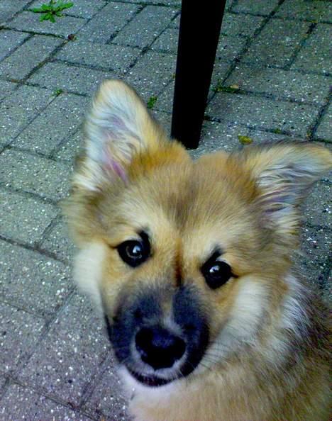 Islandsk fårehund Bassi - Her er Bassi 4 mdr. billede 3