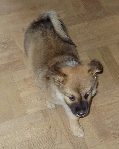 Islandsk fårehund Bassi - Første dag hjemme i hans nye hjem 8 uger gammel! billede 4