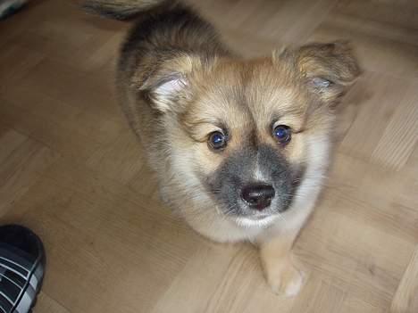 Islandsk fårehund Bassi - Bassi 8 uger- hvem kunne stå for de store øjne?  billede 5