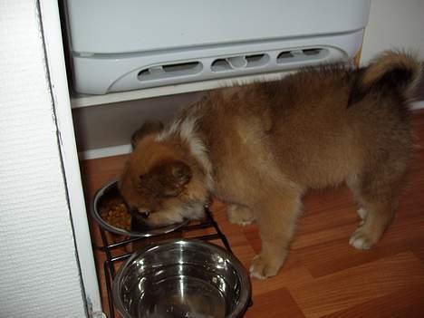 Islandsk fårehund Bassi - Vores nye familiemedlem - Bassi - juni 2005 billede 6