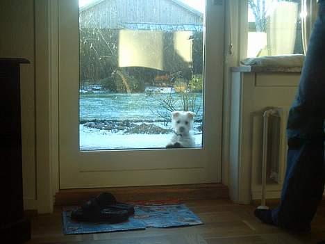 West highland white terrier Oscar - Luk mig ind.. billede 5