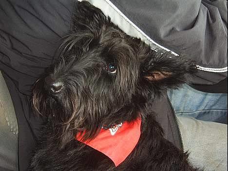 Skotsk terrier Skottie billede 1