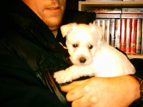 West highland white terrier Oscar - Mig og min far billede 6