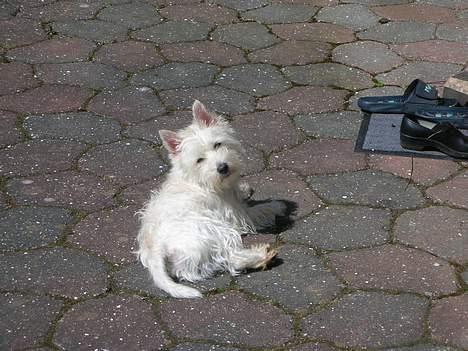 West highland white terrier Oscar - Jeg nyder solen... billede 7