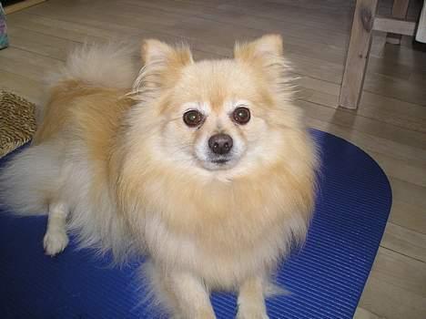 Pomeranian sandy billede 8