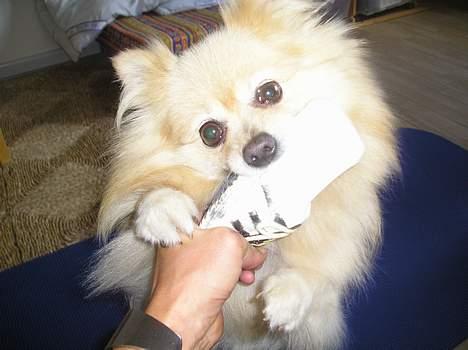 Pomeranian sandy billede 9